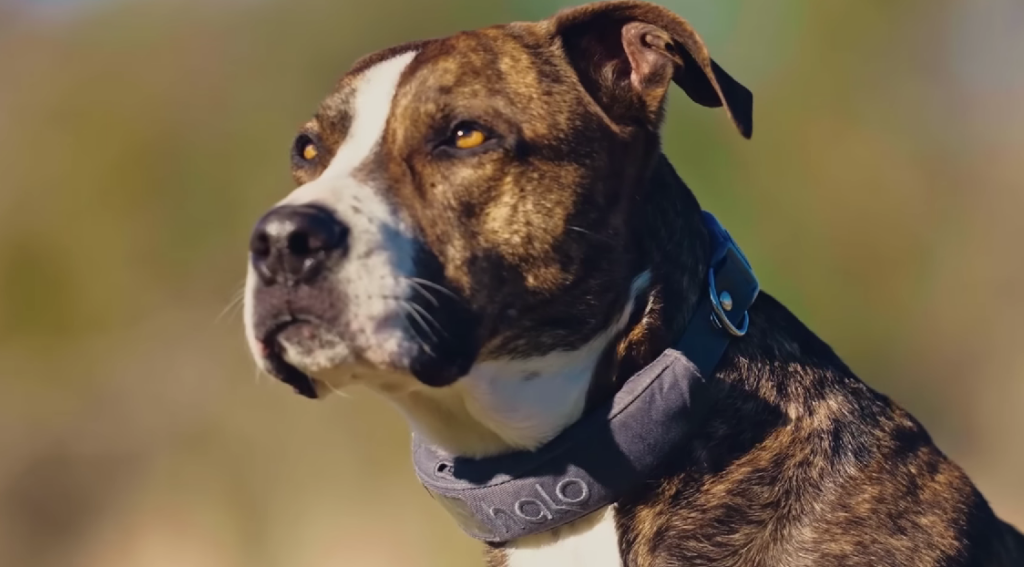 dog wearing Halo smart collar