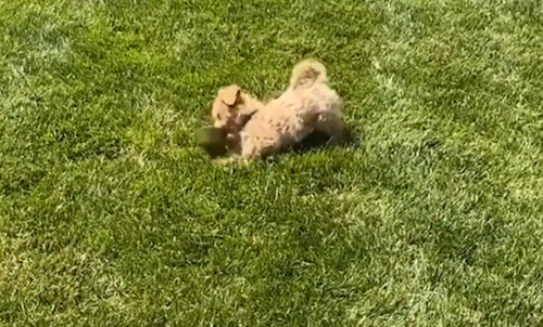 Bichpoo puppy playing on the grass