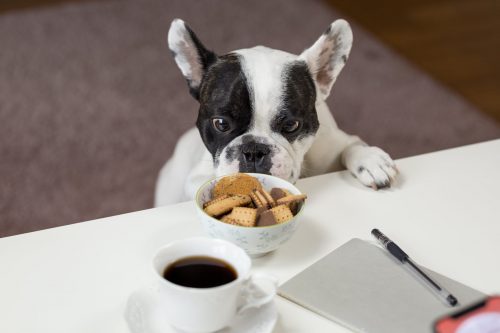a puppy eyeing a cup of biscuits