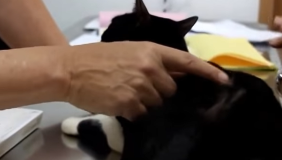 bald patches on a black cat