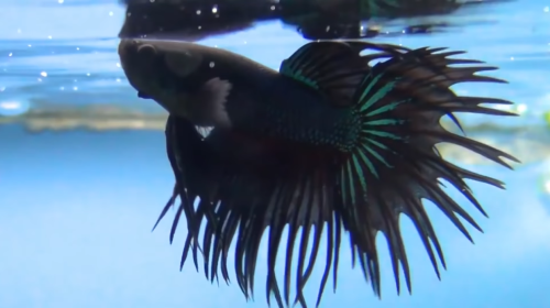 black Betta Fish