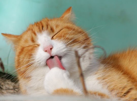 cat pet licking