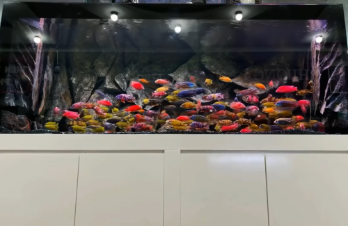 colorful African Cichlids