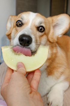 a puppy eating melon