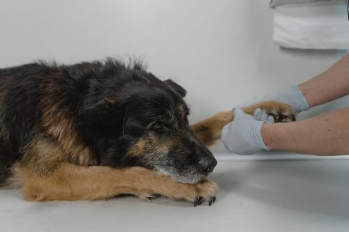 dog examined by a vet