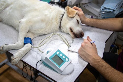 dog in blood pressure monitor