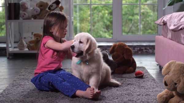 golden retriever puppy with little girl