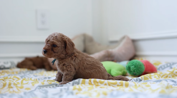 goldendoodle puppy