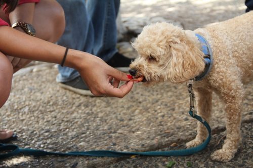 hand feeding a puppy