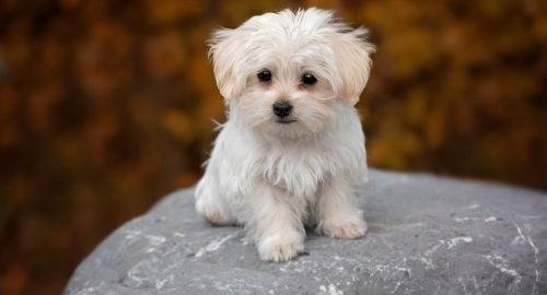 maltese-dog-breed