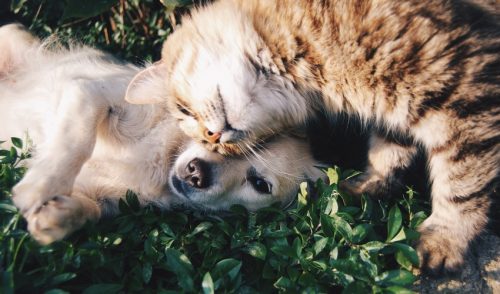 puppy and kitten playing on the grass