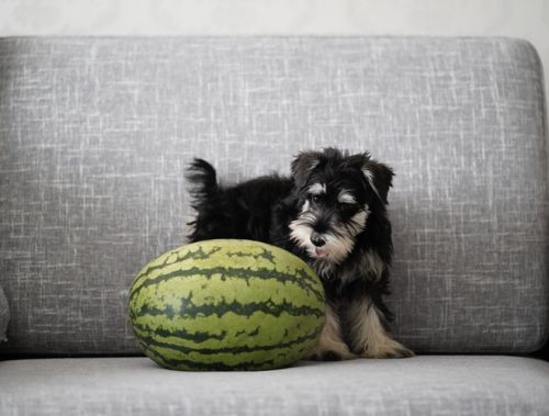 puppy and watermelon on sofa