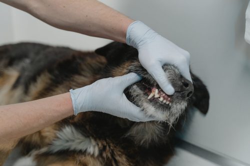 vet checking a dog's teeth